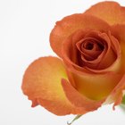 Cómo cambiarle el color a una rosa para un proyecto de ciencias