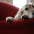 When Dogs Change Masters | Dog Care - Daily Puppy
