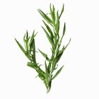 What Is Tarragon Spice?