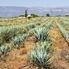 The Definition of Agave Fiber