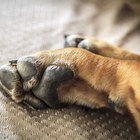 How to Clean a Dog's Paw With Epsom Salt | Dog Care - Daily Puppy