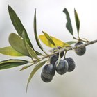 Olive Leaf Extract for Skin Problems