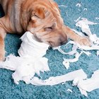 Why Is My Dog Suddenly Destroying Things? | Dog Care - Daily Puppy