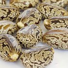The Uses of Castor Oil for Healing