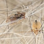 Home Remedies for Removing Lice & Nits