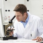 Células especializadas en el cuerpo