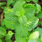 Uses of Peppermint Oil for Headaches