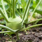 Kohlrabi Nutrition Information