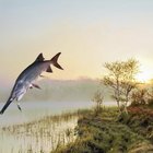 Can You Eat Paddlefish? | Our Everyday Life