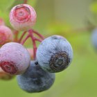 Nutrition Information on Blueberries