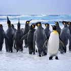 How to Celebrate Penguin Awareness Day