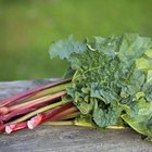How to Grill Rhubarb