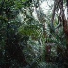 Características de los factores abióticos en la selva   