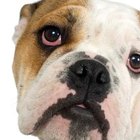 How to Care for an English Bulldog's Eyes | Pets - The Nest