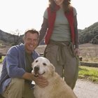 Characteristics Of A Service Dog