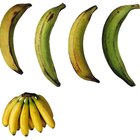 How to Keep Brown Plantains Fresh