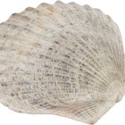 How to Bake Scallops in the Shell