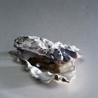 Can You Freeze Raw Oysters?
