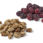 How to Dry Mulberries