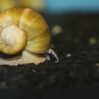 How to Cook Apple Snail Meat