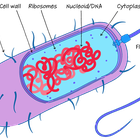 Prokaryotic Cell Structure | Sciencing