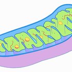 Mitochondria: Definition, Structure & Function (with Diagram) | Sciencing