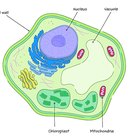 Cell Wall: Definition, Structure & Function (with Diagram) | Sciencing
