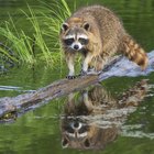Animals Found in the Piedmont Region of Georgia | Sciencing