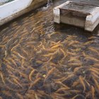 Fish Farming Advantages & Disadvantages | Bizfluent