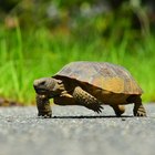 How to Identify Florida Land Turtles | Sciencing