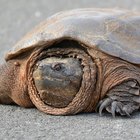 How to Determine the Age of Snapping Turtles | Sciencing