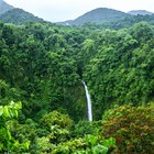 Tiempo y clima del bosque tropical