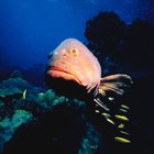 How to Fillet a Goliath Grouper
