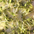 What Are the Health Benefits of Alfalfa to Stop Balding?