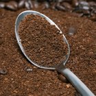 How to Get Rid of Cellulite With Coffee Beans