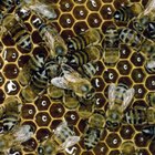 The Best Types of Raw Honey