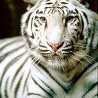 Adaptaciones y características del tigre siberiano