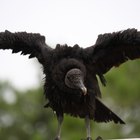 Cómo hacer un pico de pájaro para un disfraz de buitre