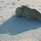 ¿A qué temperaturas viven los osos polares?