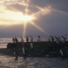La importancia de los pingüinos reales en el ecosistema