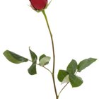 How to Make Long-Stemmed Rose Bridal Bouquets