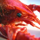 How to Prepare Live Crawfish