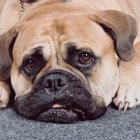 How to Get Dog Urine Out of Area Rugs | Dog Care - Daily Puppy
