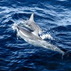 Adaptación anatómica de los mamíferos marinos