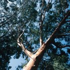 How to Use Eucalyptus Oil for Facial Hair Growth