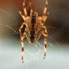 Diferentes tipos de arañas rayadas 
