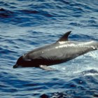 Cómo saber la diferencia entre aletas de tiburón y aletas de delfín 