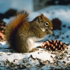 How to Feed Wild Squirrels | Sciencing