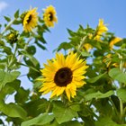 Calories of Tuna in Sunflower Oil