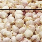 Homemade Garlic Planter